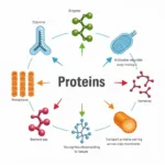 Chức Năng Của Protein